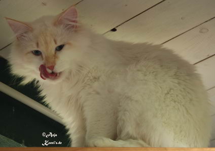 Delicous Cat Lukian
